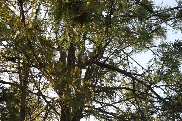 Amor Las Palomas Parque Guelim Malaga — Stok fotoğraf