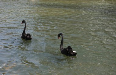 costa del sol malaga parkta kuşlar