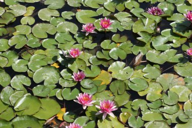 su çiçeği malaga şehir