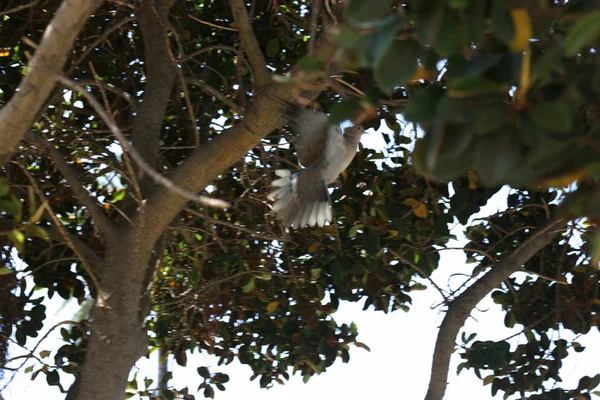 costa del sol malaga şehir parkı