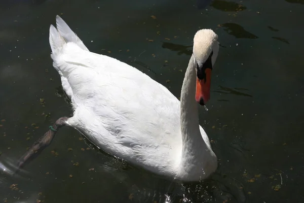 Patos Costa Del Sol Malaga — Foto de Stock