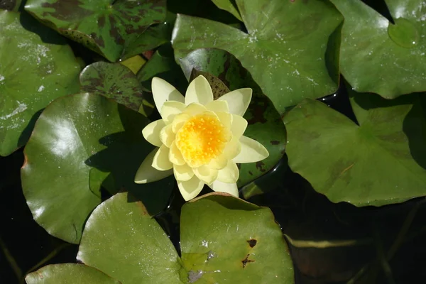 Wasserblume Stadt Malaga — Stockfoto