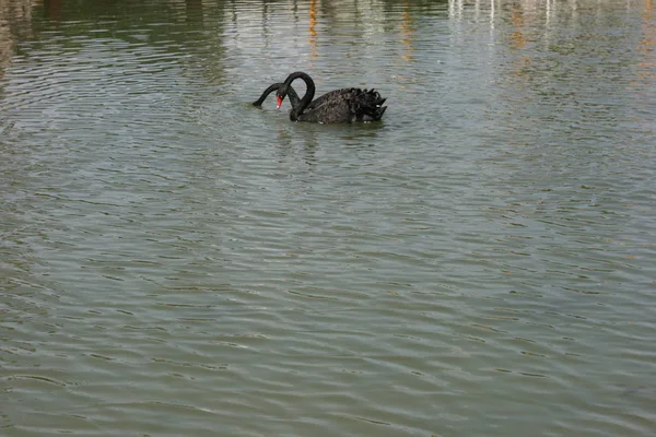 Patos Costa Del Sol Malaga — Foto de Stock