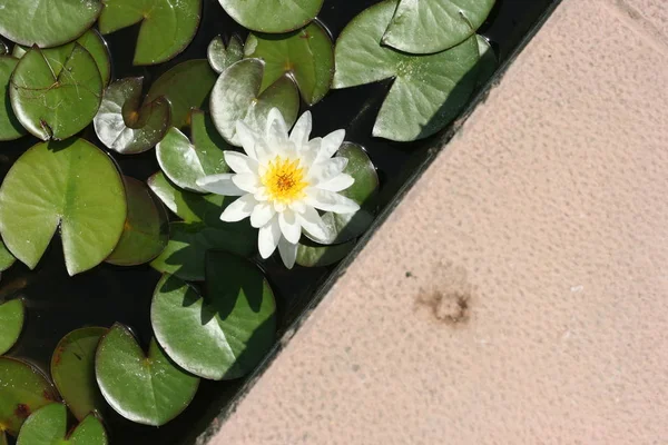 su çiçeği malaga şehir