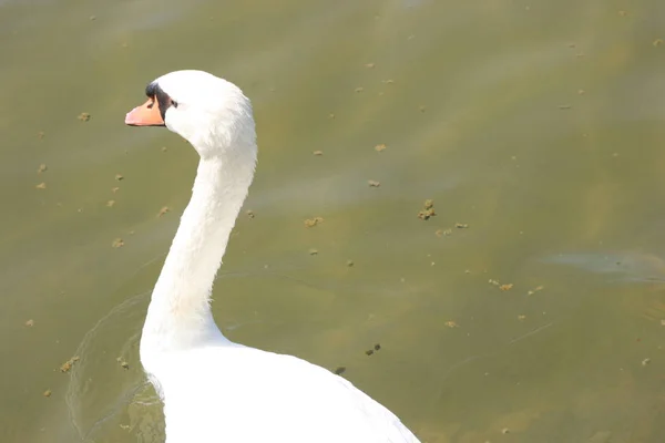 Patos Malaga Costa Del Sol — Fotografia de Stock