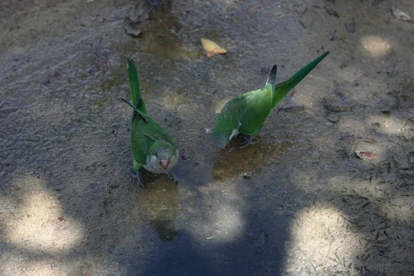 Τα πτηνά της Costa del Sol στην Ανδαλουσία — Φωτογραφία Αρχείου