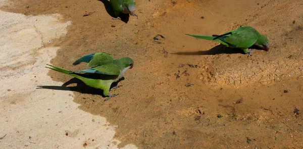 endülüs içinde costa del sol kuşlar