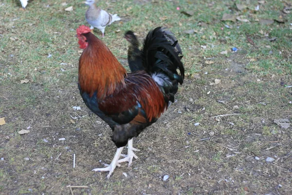 Hähne und Hühner werden in erster Linie für ihre Eier aufgezogen — Stockfoto