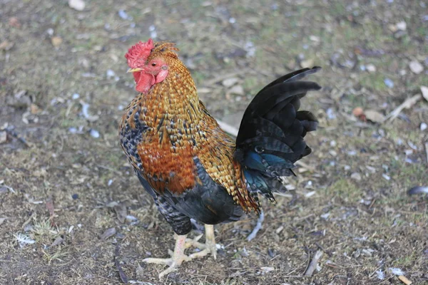 Gallos y gallinas se crían principalmente para sus huevos — Foto de Stock