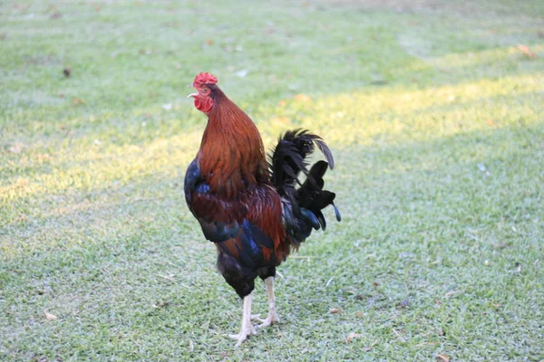 Horozlar ve tavuklar öncelikle yumurtaları için yetiştirilirler.
