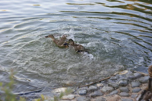 Şehirlerin lagünlerinde yüzen ördekler.