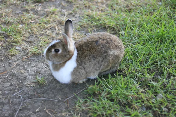 El conejo común o conejo europeo es una especie de mamífero . — Foto de Stock