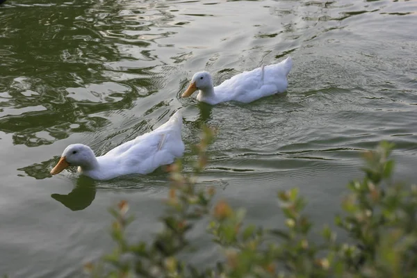 Patos, un elegante pájaro acuático, aves de compañía — Foto de Stock