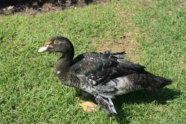 Duck es el nombre común para ciertas aves de la familia, principalmente de la subfamilia y dentro del género. . — Foto de Stock