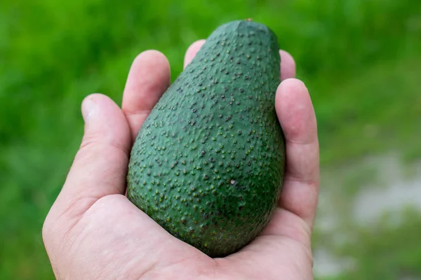 a large fruit of avocado kept in hand. a healthy fruit to be consumed by everyone.