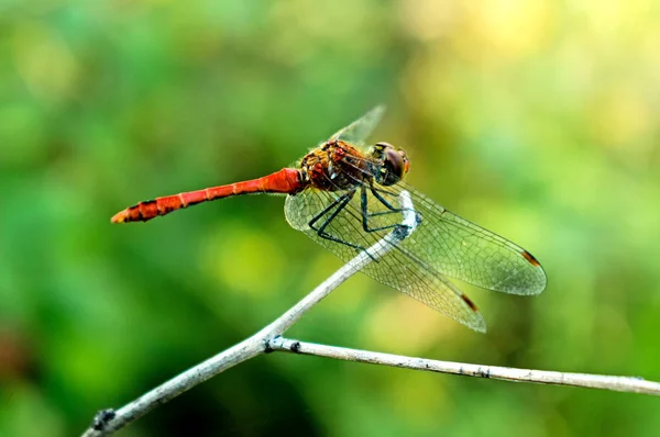 Image with a flying insect - the colored dragonfly sat on a branch near a lake