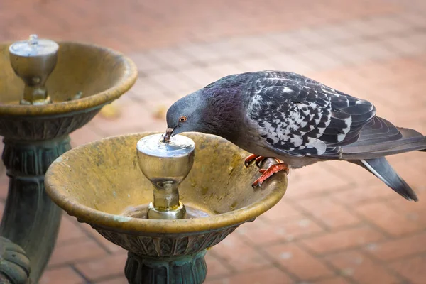A pigeon drinking water from a Benson fountain. — Stock Photo, Image
