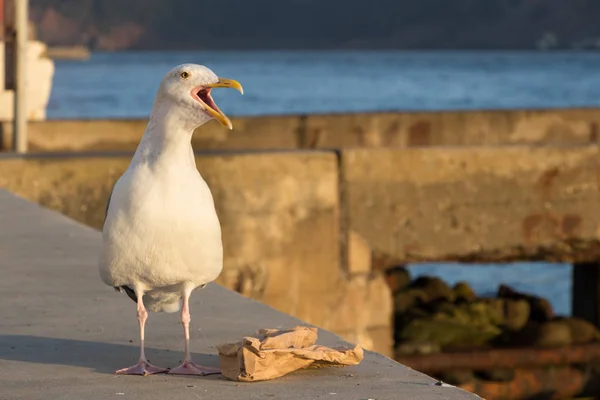 Möwe schreit mit einem Papierkorb. — Stockfoto