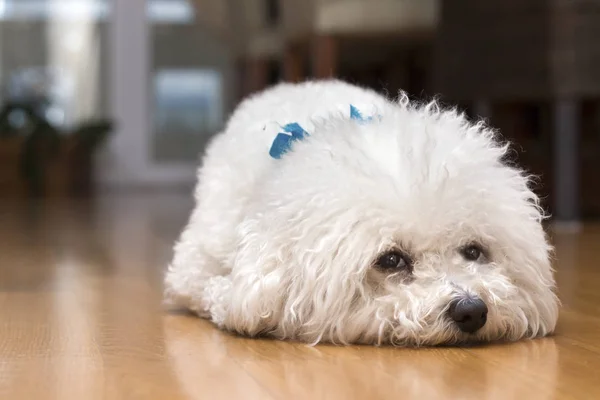 Bir köpek Bichon evde tek başına frise, üzgün görünümlü.