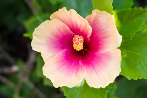 Copo de nieve flor de hibisco . — Foto de Stock