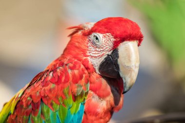 Kırmızı portre - yeşil macaw papağan profil görünümü, closeup, açık havada.