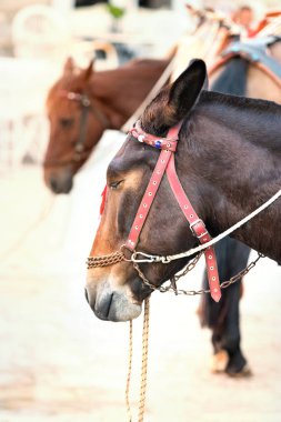 Head of a donkey sleeping use to transport people in Hydra, Greece.