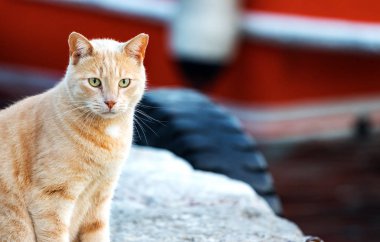 Denize bakan rıhtımda yalnız bir kızıl kedi portresi