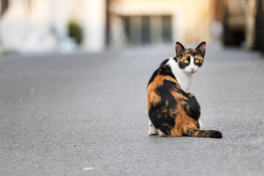 Vahşi - terk edilmiş kedi sokakta tek başına oturan, kamera, Yunanistan arıyor.