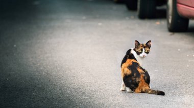 Vahşi - terk edilmiş bir kedi sokakta tek başına oturuyor, arıyor geldi