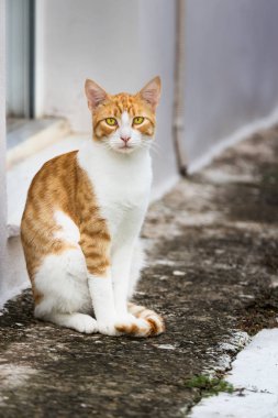 Pylos, Yunanistan sokakta tek başına bir zencefil kedi portresi.