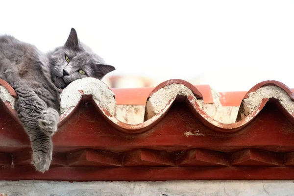Μια χαριτωμένη γκρίζα γάτα που βρίσκεται σε μια στέγη με τεμπέλη μάτια, Ελλάδα. — Φωτογραφία Αρχείου