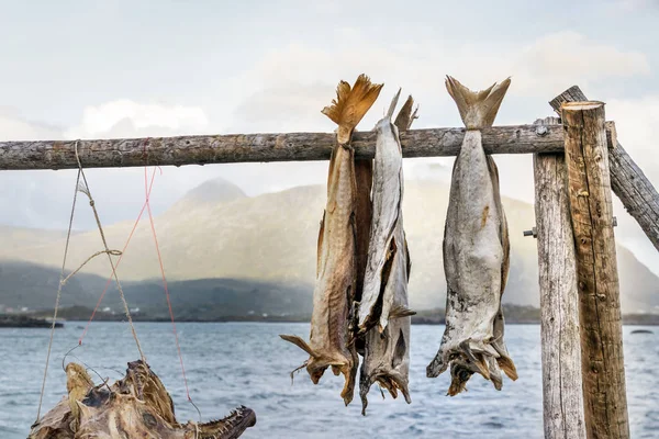 Merluzzo bianco appeso su bastoncini di legno per essere asciutto . — Foto Stock