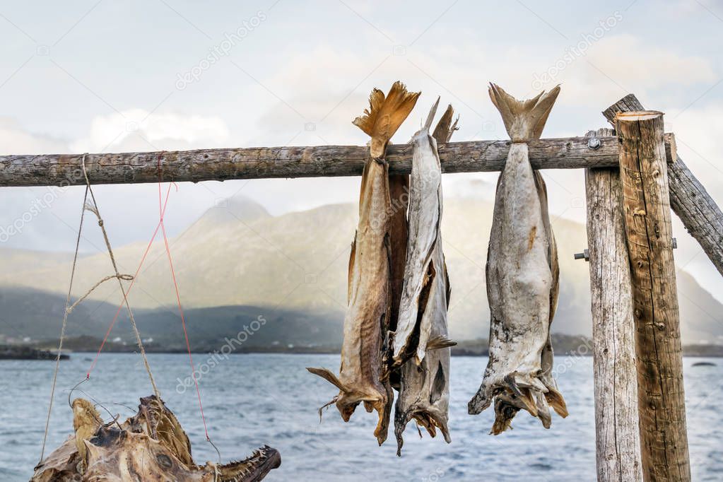 Codfish hanged on wooden sticks to be dry.
