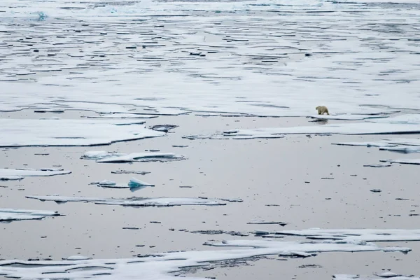 Borda de gelo norte em 82 41.01 graus norte e um urso polar andando longe . — Fotografia de Stock
