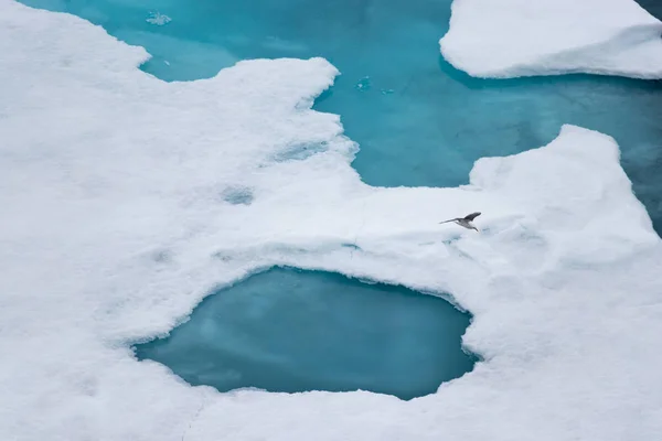 The black-legged kittiwake. — Stock Photo, Image