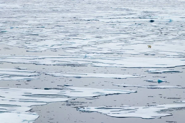 Borda Gelo Norte Graus Norte Svalbard Com Urso Polar Andando — Fotografia de Stock