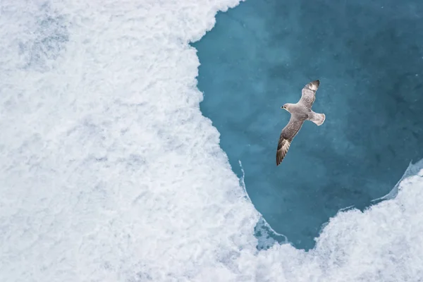 Egy parazita Jaeger-sarkvidéki Skua. — Stock Fotó