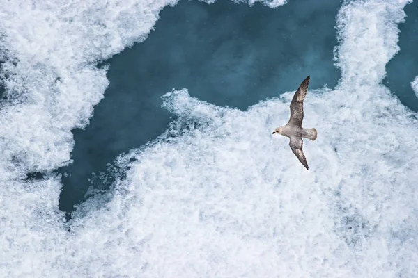 Un jaeger parásito - Arctic Skua . — Foto de Stock