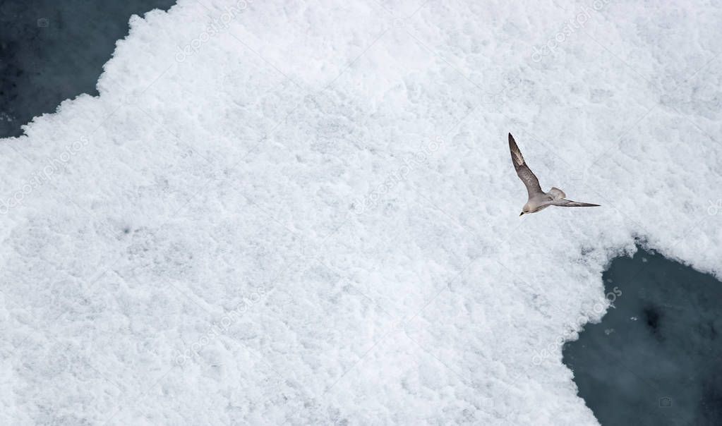 A Parasitic jaeger - Arctic Skua (Stercorarius parasiticus) flying over the ice in the Arctic Ocean at 82 degrees North and 022 degrees East.