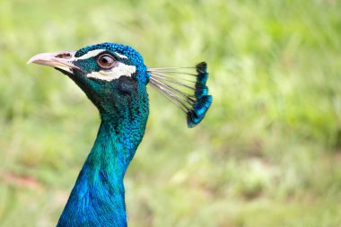 Tavus kuşu baş etmek.