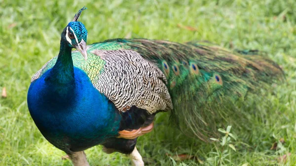 Peacock from French Guyana. — Stock Photo, Image