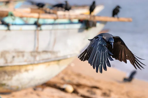 Ave Cuervo Negro Aterrizando Playa Galle Sri Lanka — Foto de Stock