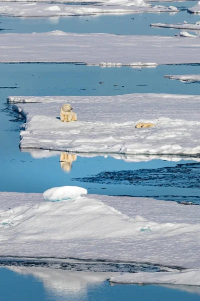 Urso Polar Fêmea Com Dois Filhotes Urso Borda Bloco Gelo — Fotografia de Stock