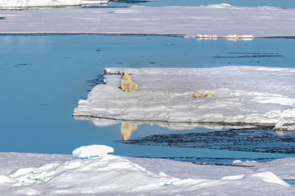 Urso Polar Fêmea Com Dois Filhotes Urso Borda Bloco Gelo — Fotografia de Stock