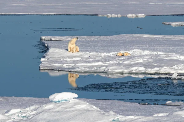 Urso Polar Fêmea Com Dois Filhotes Urso Borda Bloco Gelo — Fotografia de Stock