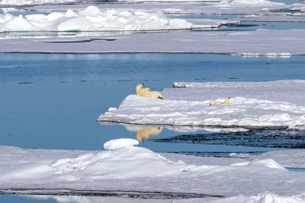 Urso Polar Fêmea Com Dois Filhotes Urso Borda Bloco Gelo — Fotografia de Stock