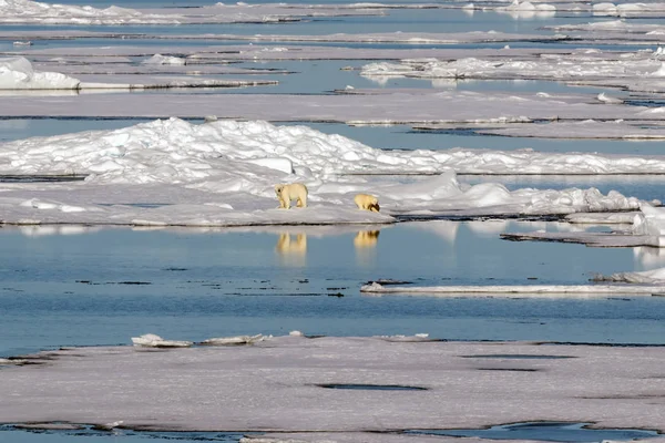 Жіночий Білий Ведмідь Двома Ведмідь Дитинчат Краю Арктичного Льоду Північній — стокове фото