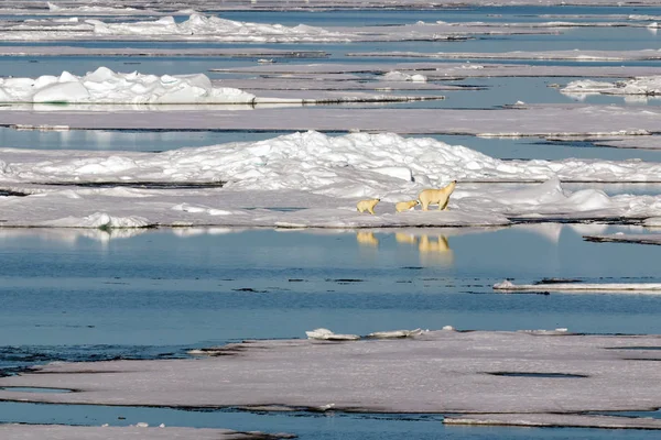 Oso Polar Hembra Con Dos Cachorros Oso Borde Ártico Bolsa —  Fotos de Stock