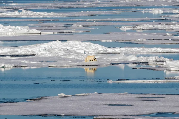 Urso Polar Fêmea Com Dois Filhotes Urso Borda Bloco Gelo — Fotografia de Stock