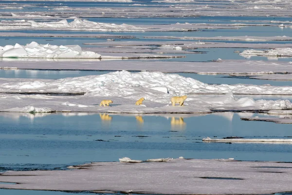 在加拿大北部的北极冰袋边缘 一只雌性北极熊与两只熊幼崽 — 图库照片